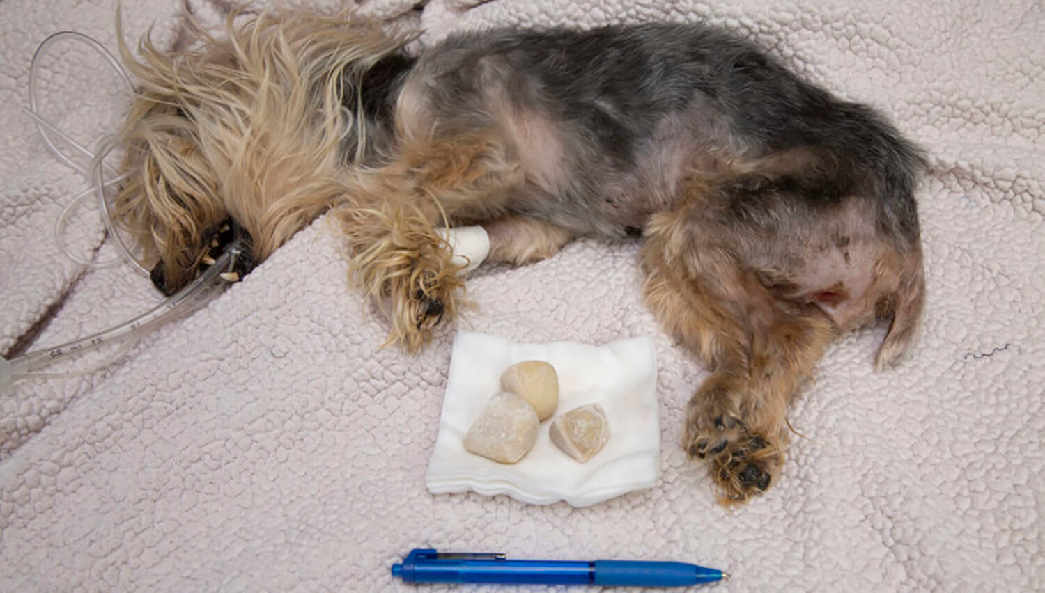 do bladder stones hurt dogs
