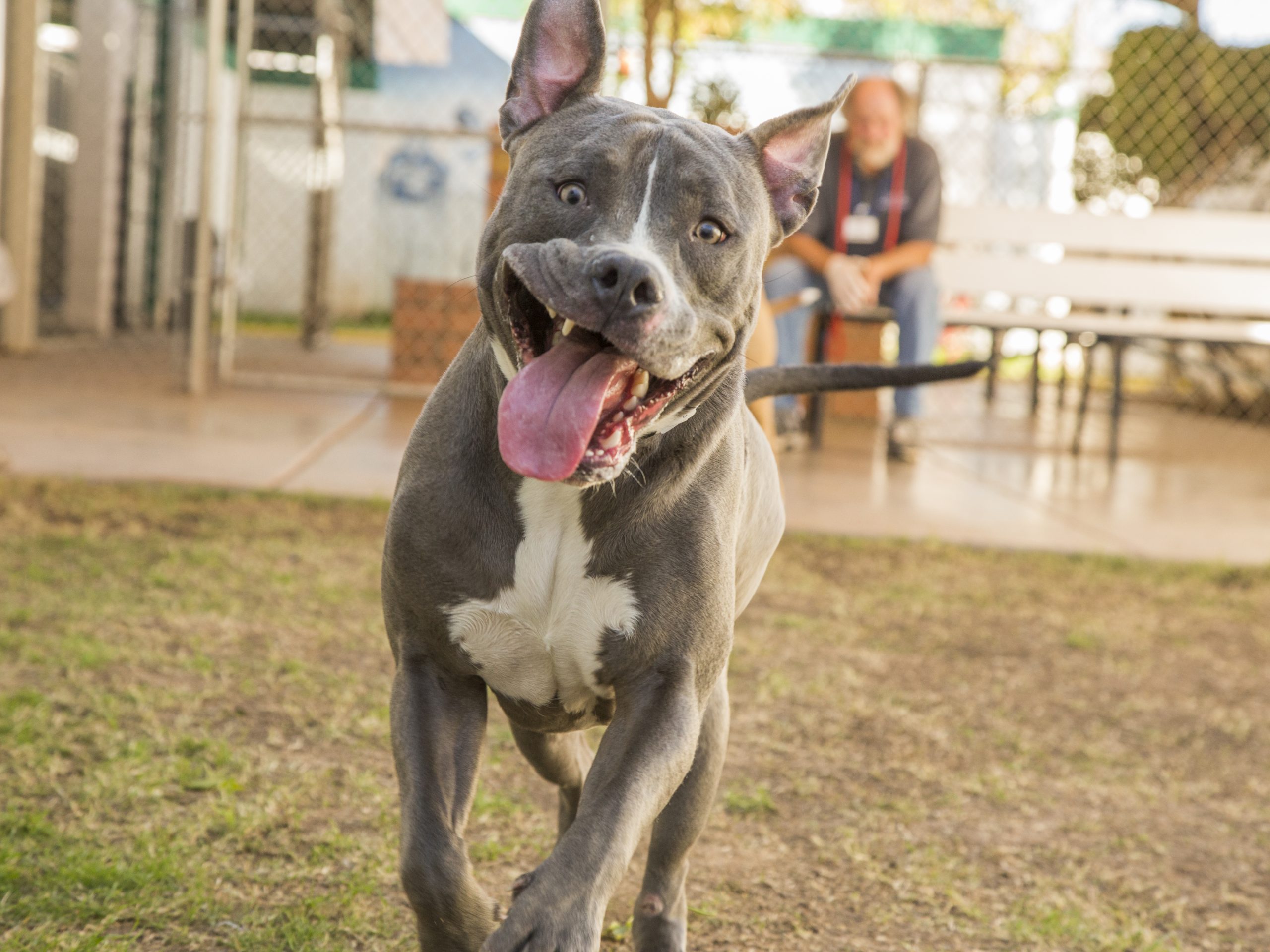 8 Pit Bull Breeds That Will Steal Your Heart - arizona