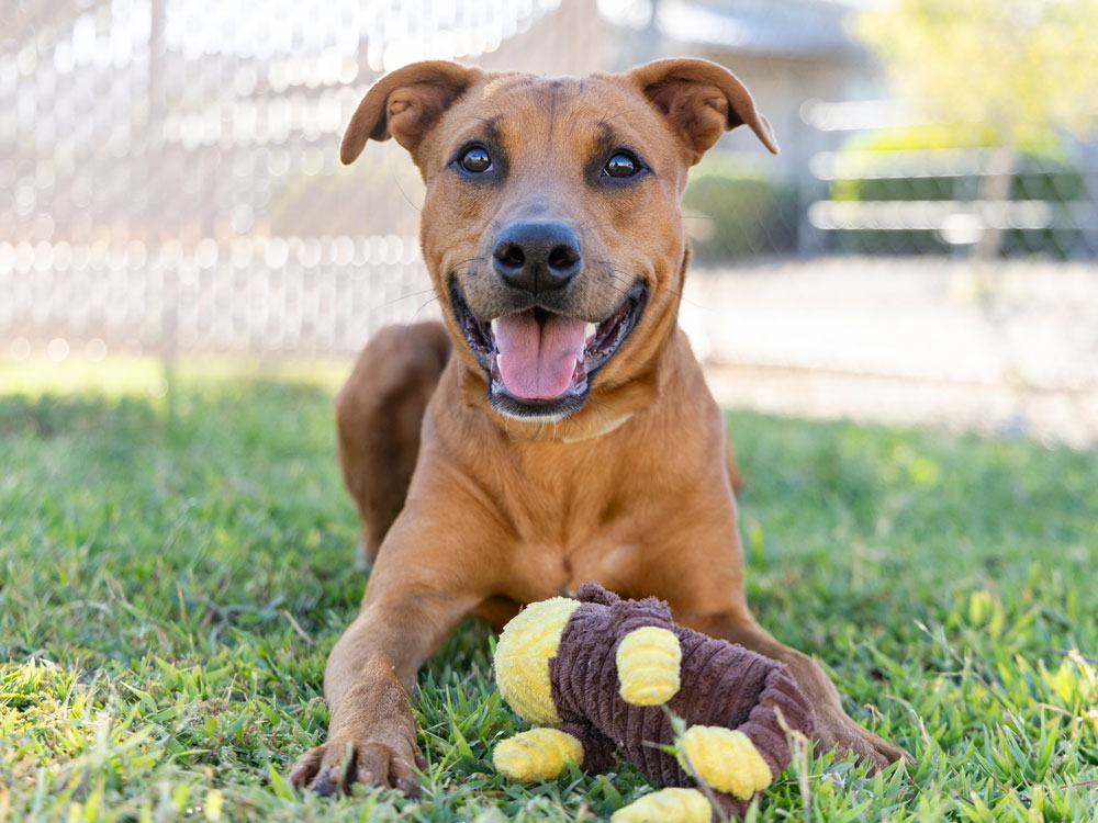 Legacy Circle - Arizona Humane Society