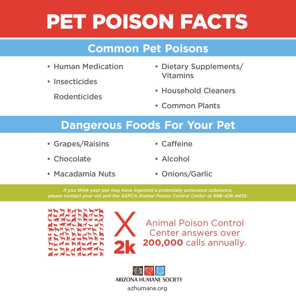 Poisons Is Your Pet At Risk Arizona Humane Society