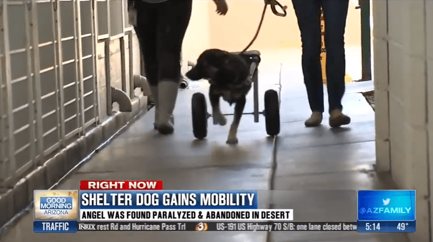 Angel Gains Wheelchair Mobility - Arizona Humane Society